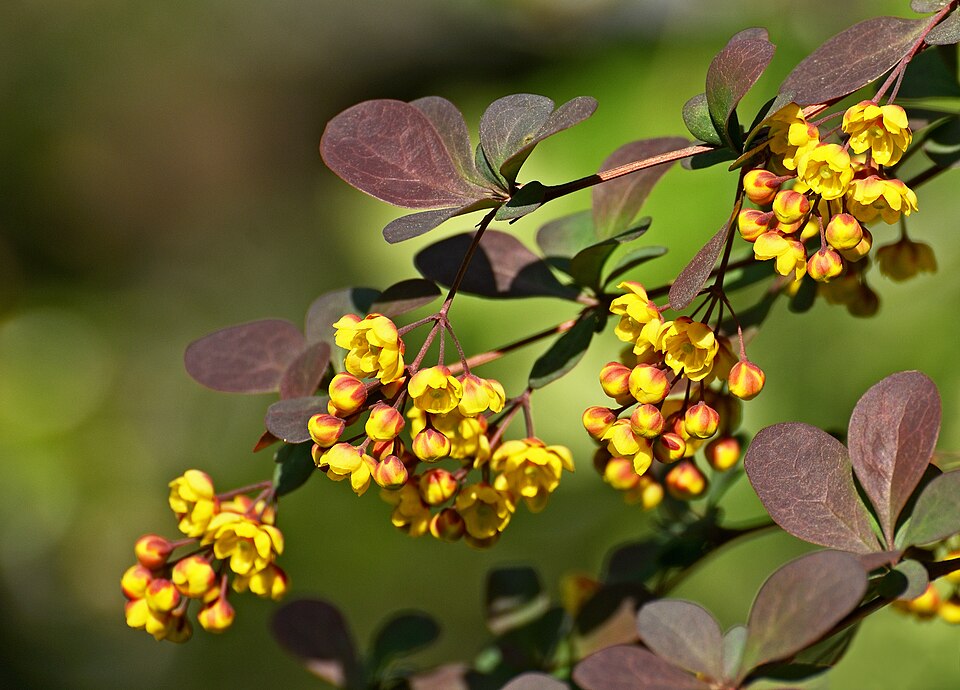 Sauerdorn (Berberis vulgaris) – Produktbild, heimische Wildpflanze, Gehölze, naturnaher Garten